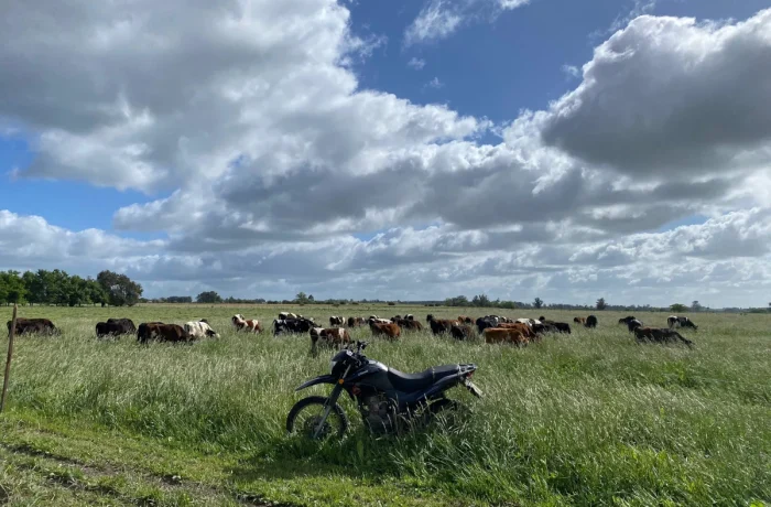 Ganado bovino en establecimiento rural de Canelones, Uruguay