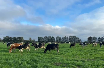 Ganado bovino pastando en campo de 146 hectáreas en Canelones, Uruguay