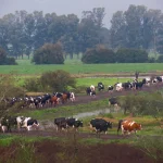 Ganado bovino lechero en campo rural de Canelones, Uruguay