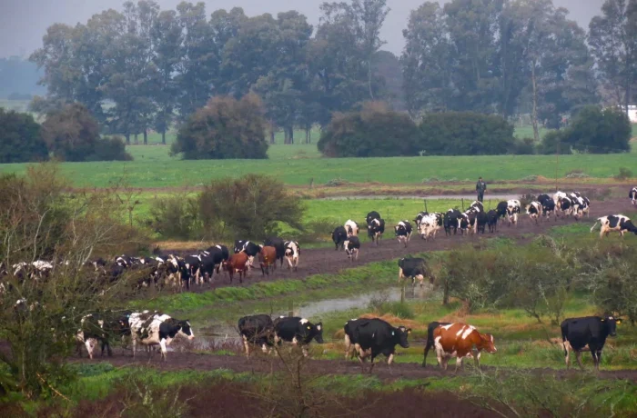Ganado bovino lechero en campo rural de Canelones, Uruguay