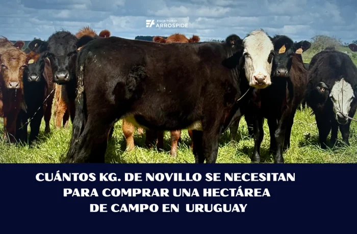 imagen de ganado vacuno con leyenda cuántos kg de novillo se necesitan para comprar hectárea de campo en Uruguay