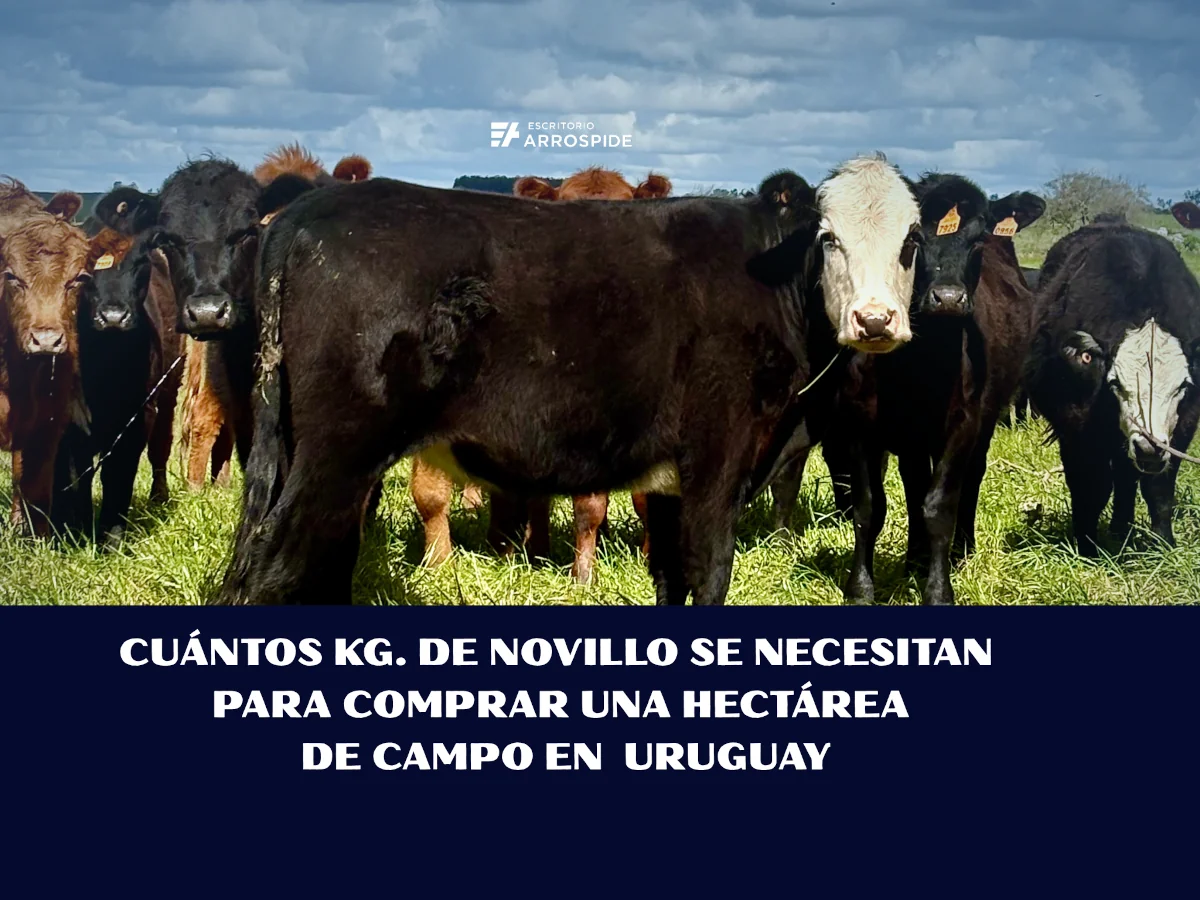 imagen de ganado vacuno con leyenda cuántos kg de novillo se necesitan para comprar hectárea de campo en Uruguay